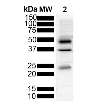 Tau Antibody (FITC)