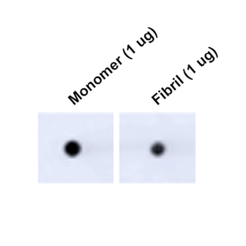 Tau Antibody (HRP)