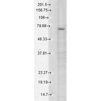 TRPV3 Antibody