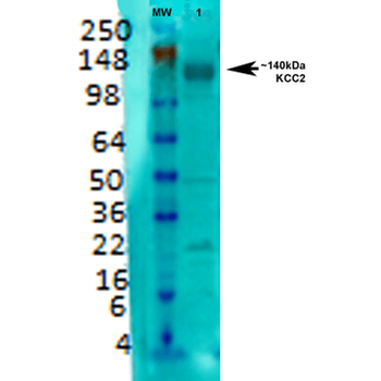 KCC2 Antibody
