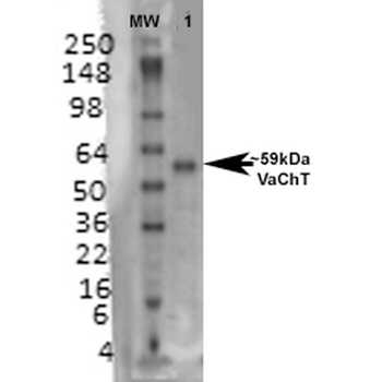 VAChT Antibody
