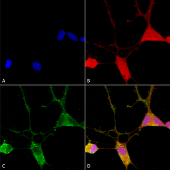 VGLUT1 Antibody