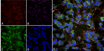 VGLUT1 Antibody