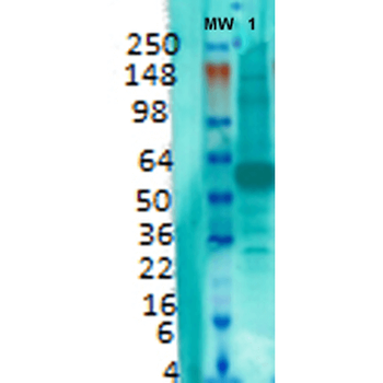VGLUT1 Antibody