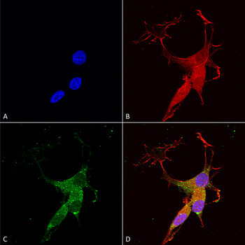 VGLUT3 Antibody