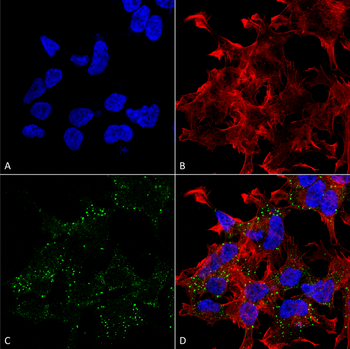 VGLUT3 Antibody