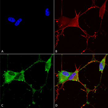 GABA B Receptor 2 Antibody