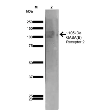 GABA B Receptor 2 Antibody