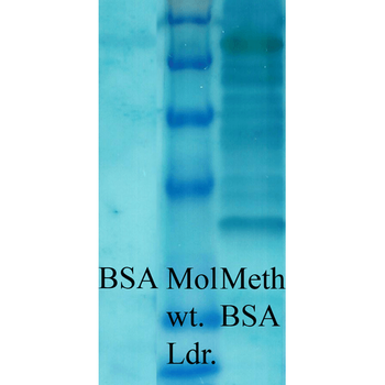 Methylated Lysine Antibody (Biotin)