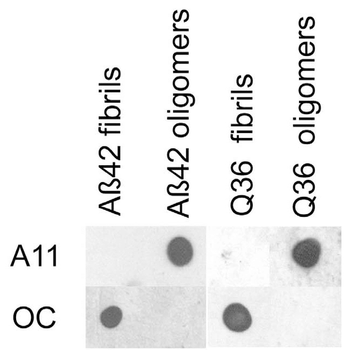 Amyloid Oligomers (A11) Antibody