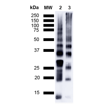 Ubiquitin Antibody (Biotin)