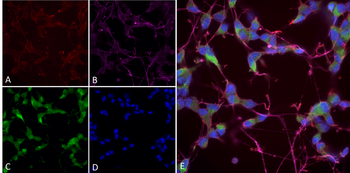 NOS1 Antibody (HRP)