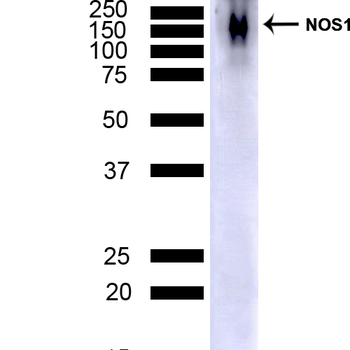 NOS1 Antibody (HRP)