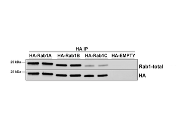 RAB1A Antibody (APC)
