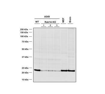 RAB1A Antibody (HRP)