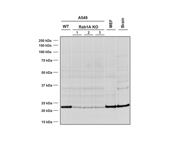 RAB1A Antibody (Biotin)