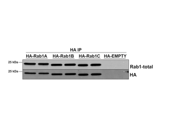 RAB1A Antibody (FITC)