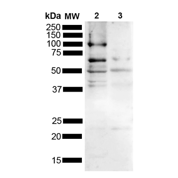 Tau Antibody (FITC)