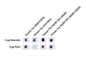 Tau Antibody (FITC)