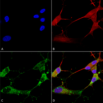 Stargazin Antibody