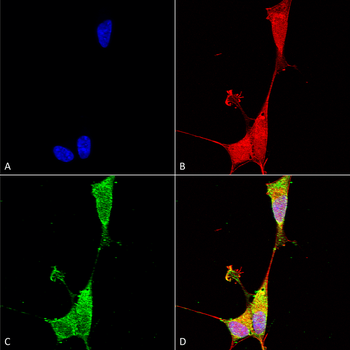 Brevican Antibody