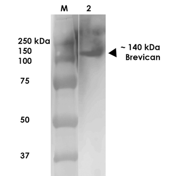 Brevican Antibody