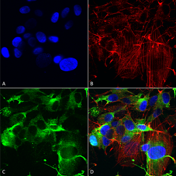 GluR1 Antibody
