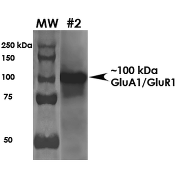 GluR1 Antibody