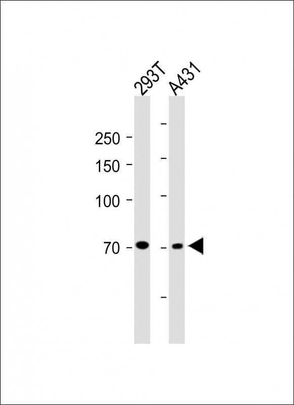 TNFAIP2 Antibody
