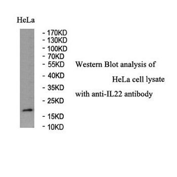 IL22 Rabbit Polyclonal Antibody