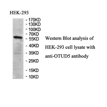 OTUD5 Rabbit Polyclonal Antibody
