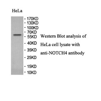 NOTCH4 Rabbit Polyclonal Antibody