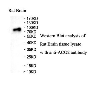 ACO2 Rabbit Polyclonal Antibody