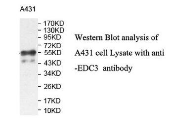 EDC3 Rabbit Polyclonal Antibody