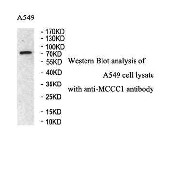 MCCC1 Rabbit Polyclonal Antibody