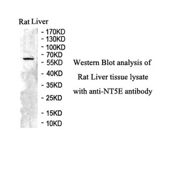 NT5E Rabbit Polyclonal Antibody