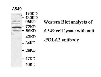 POLA2 Rabbit Polyclonal Antibody