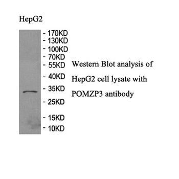 POMZP3 Rabbit Polyclonal Antibody