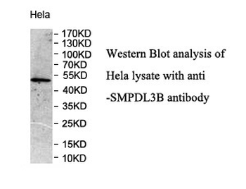 SMPDL3B Rabbit Polyclonal Antibody