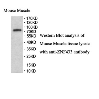 ZNF433 Rabbit Polyclonal Antibody