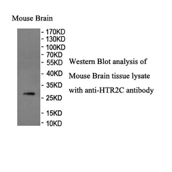 HTR2C Rabbit Polyclonal Antibody