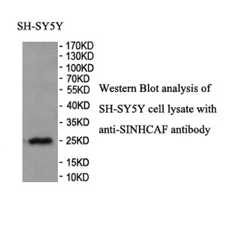 SINHCAF Rabbit Polyclonal Antibody