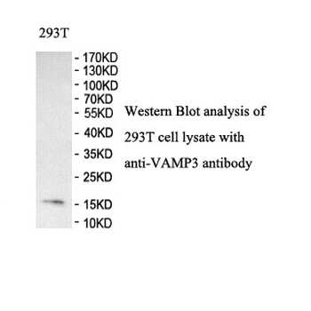VAMP3 Rabbit Polyclonal Antibody