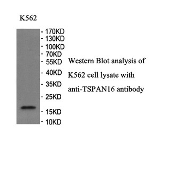 TSPAN16 Rabbit Polyclonal Antibody