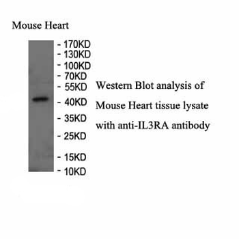 IL3RA Rabbit Polyclonal Antibody