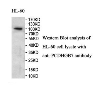 PCDHGB7 Rabbit Polyclonal Antibody