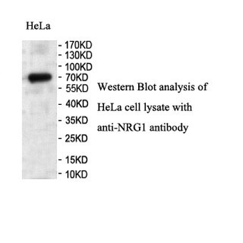 NRG1 Rabbit Polyclonal Antibody