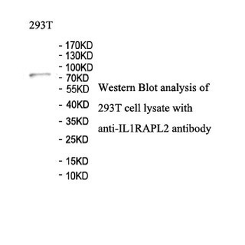 IL1RAPL2 Rabbit Polyclonal Antibody