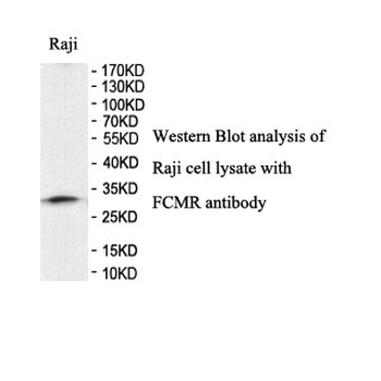 FAIM3 Rabbit Polyclonal Antibody