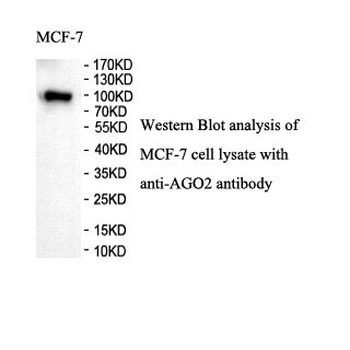 AGO2 Rabbit Polyclonal Antibody
